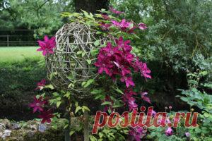 Клематис в интерьере сада. | Для дачников.ру