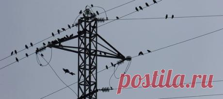 Компания Endesa обвиняется в смерти сотен птиц, пораженных током на линиях электропередачи. В иске утверждается, что из-за халатности энергогигант создал «смертельную ловушку» для пернатых, в числе которых оказались и охраняемые виды.