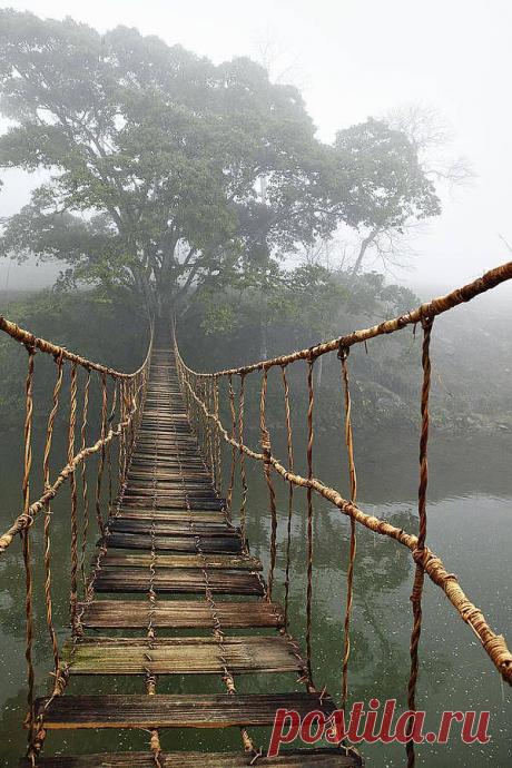 легенда о дереве