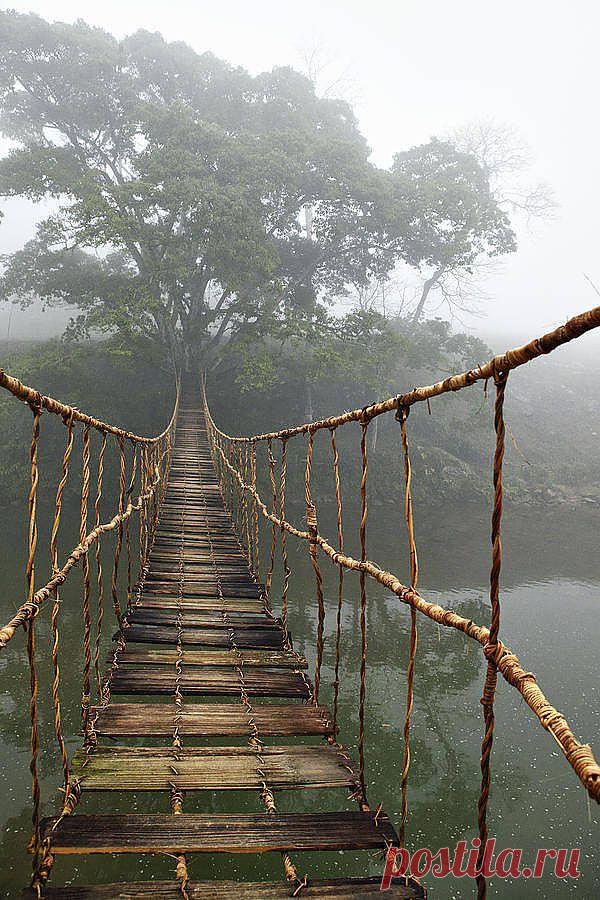 легенда о дереве