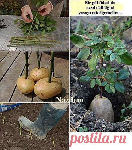 как посадить розу.