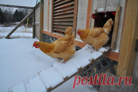 Как утеплить курятник на зиму своими руками: правильно сделать изоляцию пола, стен, крыши и чем обогреть без электричества