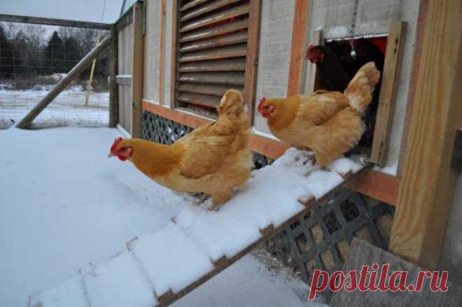 Как утеплить курятник на зиму своими руками: правильно сделать изоляцию пола, стен, крыши и чем обогреть без электричества