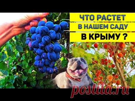 Что Растет на Нашем Участке в Крыму? Английский Бульдог После Родов. Магазин в Крыму. Козы.