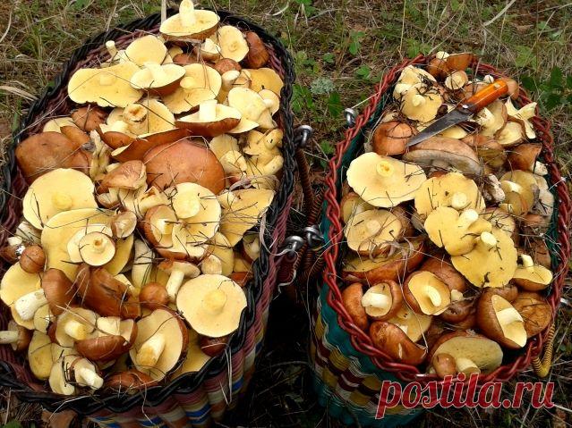 Грибная охота / Болталка / Разговоры на любые темы