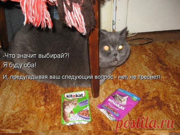 КОШКИ