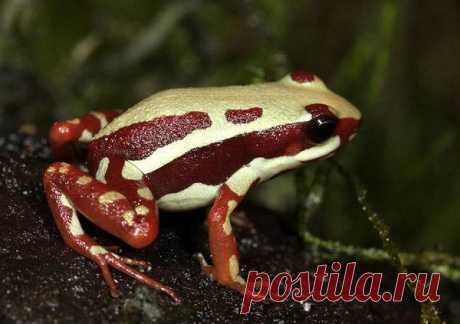 Трехполосый листолаз (Epipedobates tricolor)