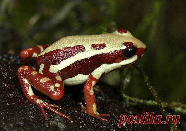 Трехполосый листолаз (Epipedobates tricolor)