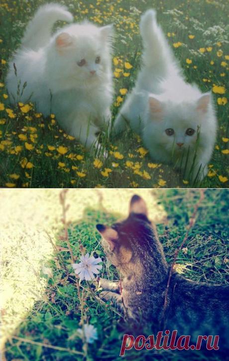 Воспоминания о лете....