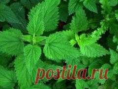 Сегодня 04 июня памятная дата Международный фестиваль Крапивы