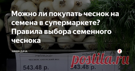 Можно ли покупать чеснок на семена в супермаркете? Правила выбора семенного чеснока  Одна форумчанка на одном известном огородном портале поделилась своим, как говорит молодежь, «лайфхаком». По совету одного своего знакомого она пошла за семенами… в обычный супермаркет. Ну, где овощи навалены кучей по ящикам и где есть возможность самим выбрать любой понравившийся экземпляр. 
Самое главное в этом деле – не торопиться. Итак, что мы ищем?