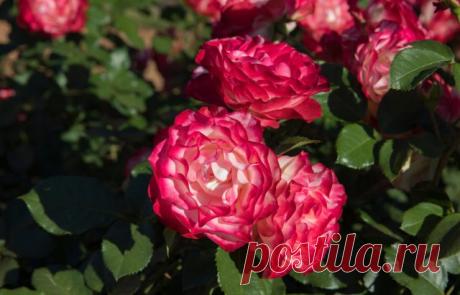 «Светящиеся» в сумерках розы — цветки с неоновой окраской — Ботаничка