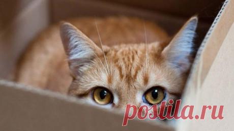 Котейка в коробейке: почему котики обожают коробки