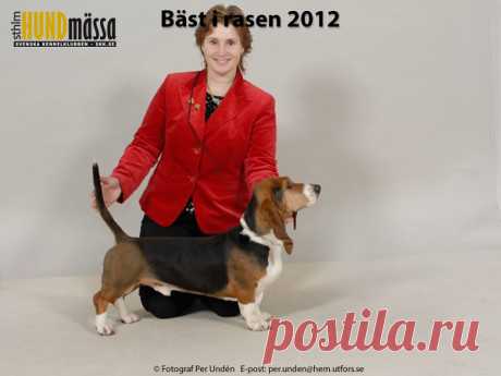 BASSET ARTÉSIEN NORMAND Domare: FERNANDEZ-RENAU CARLOS, SPANIEN  C.I.E DK V-10 DK V-11 DK&NO UCH FI V-10 FI V-11 NO V-11 NORD V-10 NORD V-11 SE V-11 SE&FI UCH PELLTORPARNS AKILLES Ägare: SVENSSON GUNILLA, HOVA Uppfödare: PERSSON IVAN, ASKERSUND