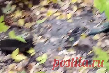 «Ручей дерьма» в российском городе попал на видео. В Чусовом Пермского края местный житель рассказал о «фекальном ручье», появившемся на придомовой территории возле дома 11 по Школьной улице. Он сообщил об «ужаснейшем запахе» и вони, которая режет глаза. На видео мужчина снял жидкость, текущую со стороны дома рядом с детской площадкой.