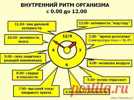 Мастера и умники: Часы работы нашего организма