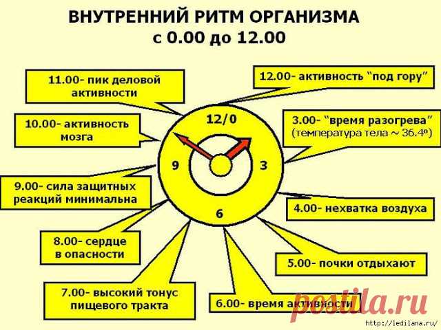 Мастера и умники: Часы работы нашего организма