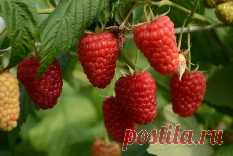 МАЛИНА. СЕКРЕТЫ УХОДА

Первое и главное. Малину надо обязательно выращивать только на шпалере, это доказано опытом миллионов. При посадке ровными рядами, при установке столбов и проволоки ваша малина каждый год способна давать в 6-8 раз больше ягод и при этом вы получаете максимально возможное качество ягод.

Все ваши усилия теряют смысл, если ваша зелёная фабрика (растение малины) не способна проявить свои природные преимущества и тянет своё существование наподобие дикой ...