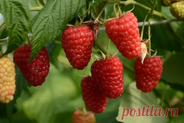 МАЛИНА. СЕКРЕТЫ УХОДА

Первое и главное. Малину надо обязательно выращивать только на шпалере, это доказано опытом миллионов. При посадке ровными рядами, при установке столбов и проволоки ваша малина каждый год способна давать в 6-8 раз больше ягод и при этом вы получаете максимально возможное качество ягод.

Все ваши усилия теряют смысл, если ваша зелёная фабрика (растение малины) не способна проявить свои природные преимущества и тянет своё существование наподобие дикой ...