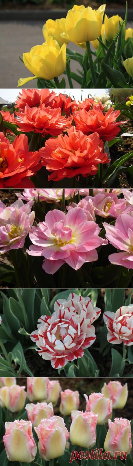 Тюльпаны
