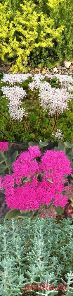 Очиток: виды, свойства, применение, рецепты