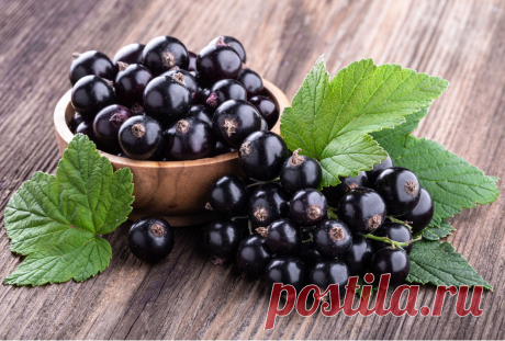 Черная смородина: польза и вред для организма + вкусные рецепты