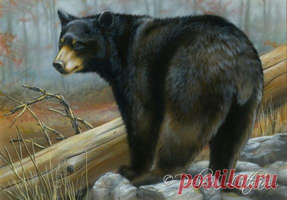 Штамп Мэриленда по сохранению черного медведя | Картины дикой природы и природы Ребекки Лэтэм