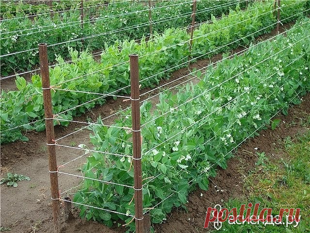 СОВЕТЫ ОГОРОДНИКАМ: Группа Наши грядки