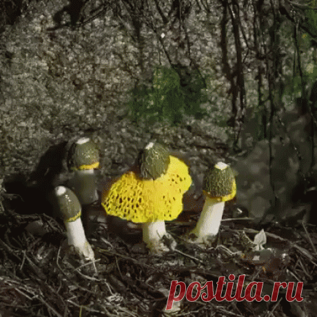 .                    Чудо природы !...   Вот такая красота!                                                             .                Редкий гриб Сетконоска... она же "дама с вуалью"