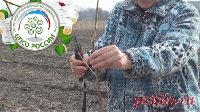 Обрезка яблони. Формирование и обрезка саженцев.