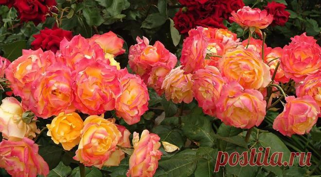 12 лучших двухцветных сортов роз для вашего сада на Supersadovnik.ru