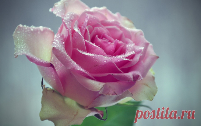 Скачать обои pink, drops, macro, water, flower, with, раздел макро в разрешении 1280x800
