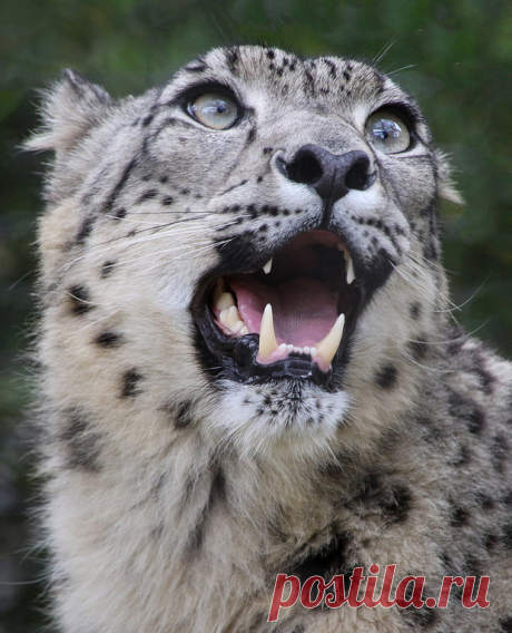 Animated by Penny Hyde | Ramil the male snow leopard is such a beauty.