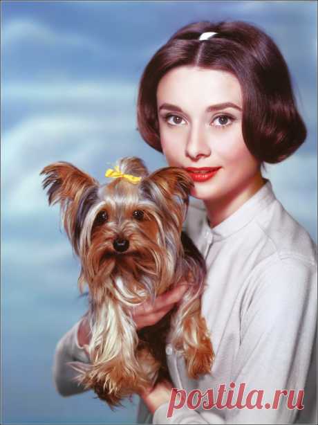 Аudrey Hepburn with her beloved Yorkshire terrier Mr. Famous, publicity photo by Bert Six, Paramount Studios, March 1957