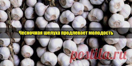 Чесночная шелуха продлевает молодость | Полезные советы