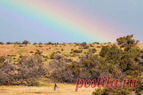 «Допрыгнуть до радуги» Магелланов пингвин (Spheniscus magellanicus) в природном резервате Пунта Томбо (Аргентина). Фотограф – Ольга Харькова: nat-geo.ru/community/user/223376