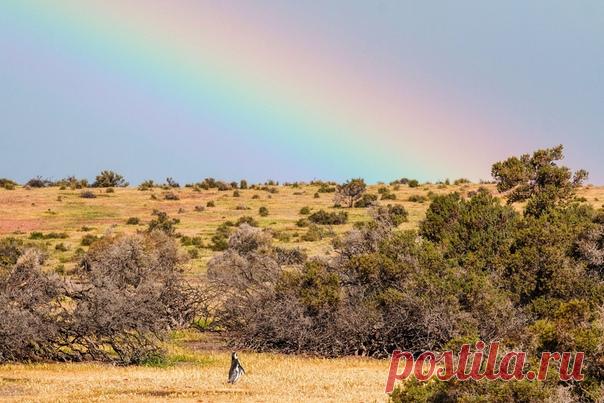 «Допрыгнуть до радуги» Магелланов пингвин (Spheniscus magellanicus) в природном резервате Пунта Томбо (Аргентина). Фотограф – Ольга Харькова: nat-geo.ru/community/user/223376
