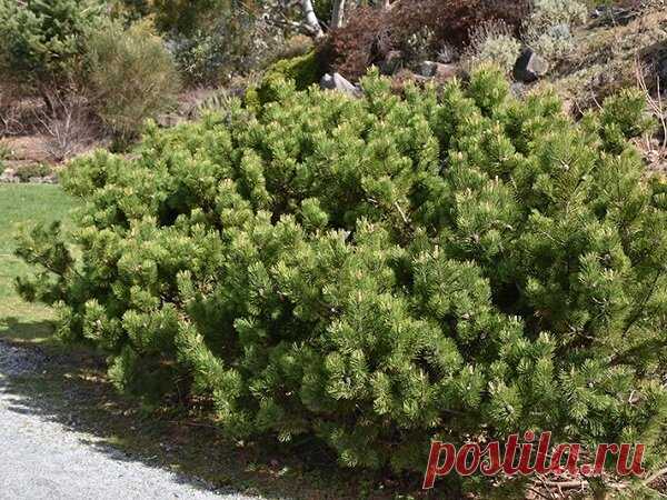 Горная сосна Мугус (Pinus mugo var. mughus)
- разновидность, обитающая в Восточных Альпах и на Балканском полуострове. Это массивный кустарник, достигающий высоты 5 м. Шишки у нее сначала желто-коричневые, по мере созревания приобретают оттенок корицы.