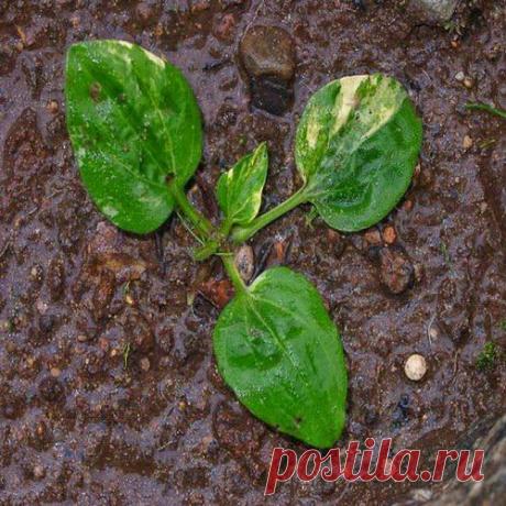 Подорожник-трава варикоз забрала | Друг пенсионера
Я немного тороплюсь с сообщением об эффективности этого рецепта, потому что мною он опробован еще не до конца