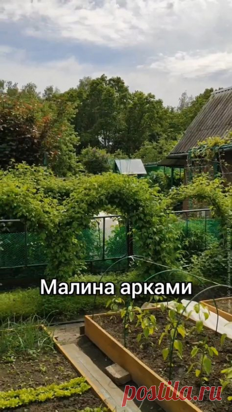 малина арками