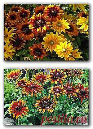 Рудбекия выращивание и уход | Дача Дачный дом сад и огород