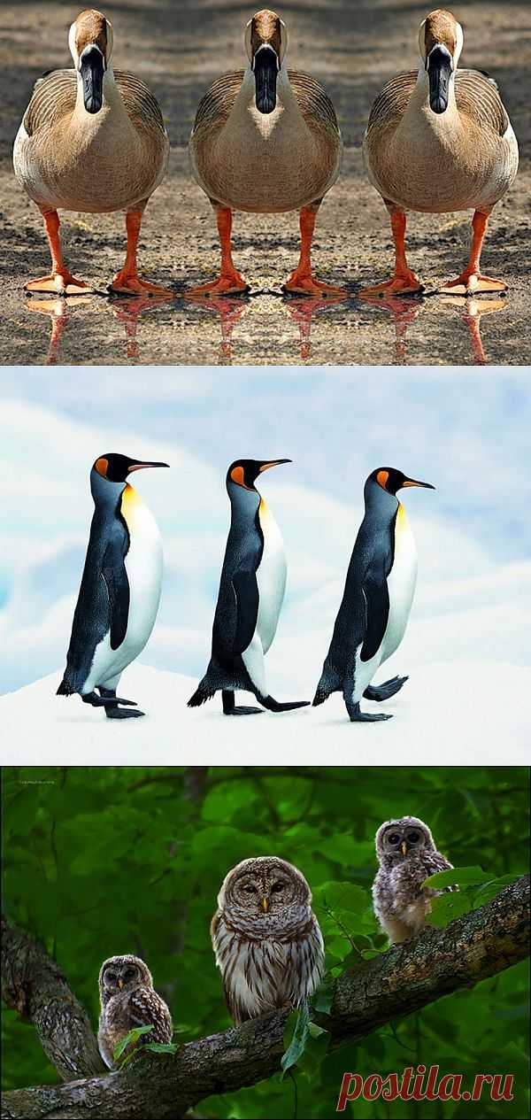 Великолепная тройка