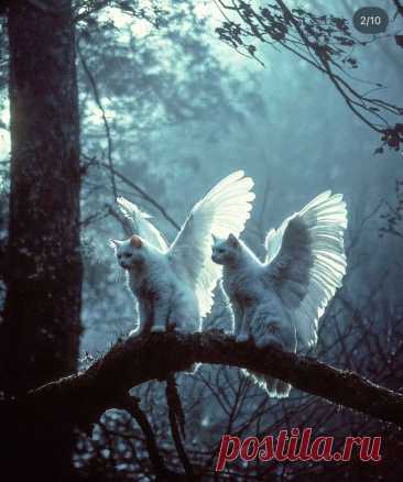 Пин на доске angels/cats