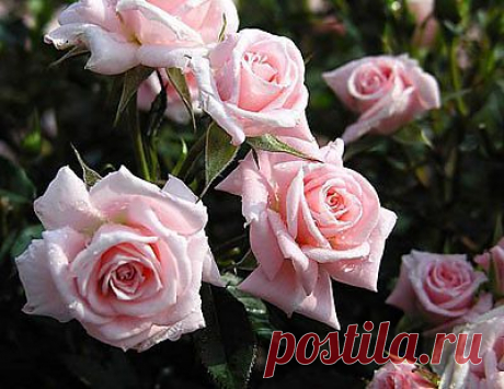 Цветы розовых, малиновых и нежных фиолетовых оттенков