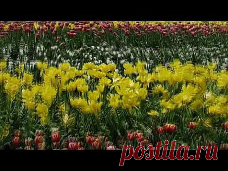 Музыка Весны.
