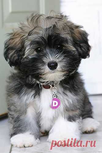 Dog Photo Of The Day: Guess The Breed