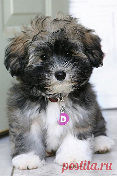 Dog Photo Of The Day: Guess The Breed