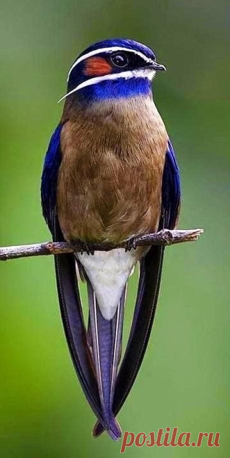 Whiskered Treeswift