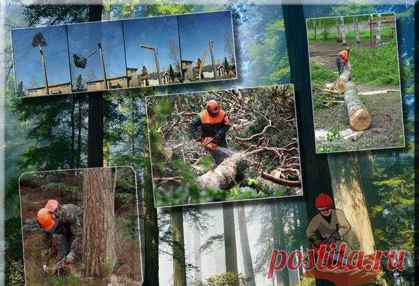 Есть заявки на объемы спила деревьев.
Просьба для всех организаций, занимающихся спилом деревьев, прислать свою информацию на почту 89222066166@st66.ru 
info@st66.ru
3@st66.ru 
Формируем базу для сезонной работы 2016г. 
Спасибо.