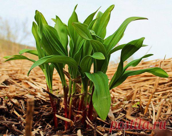 Черемша: особенности выращивания на дачном участке – Все о томатах. Выращивание томатов. Сорта и рассада.